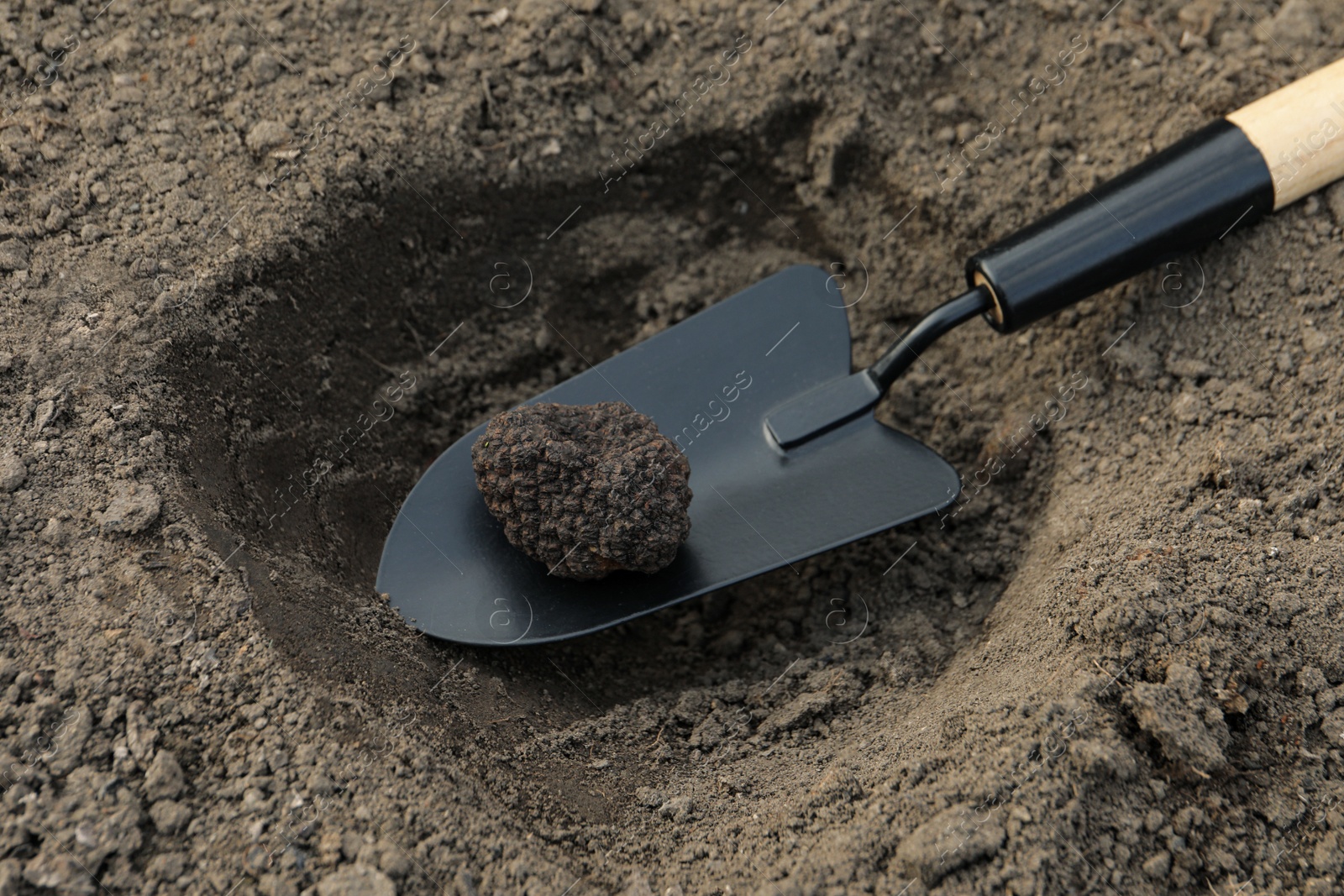 Photo of Shovel with fresh truffle in pit, closeup view