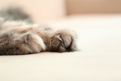 Photo of Adorable cat lying on couch at home, focus on paws. Space for text