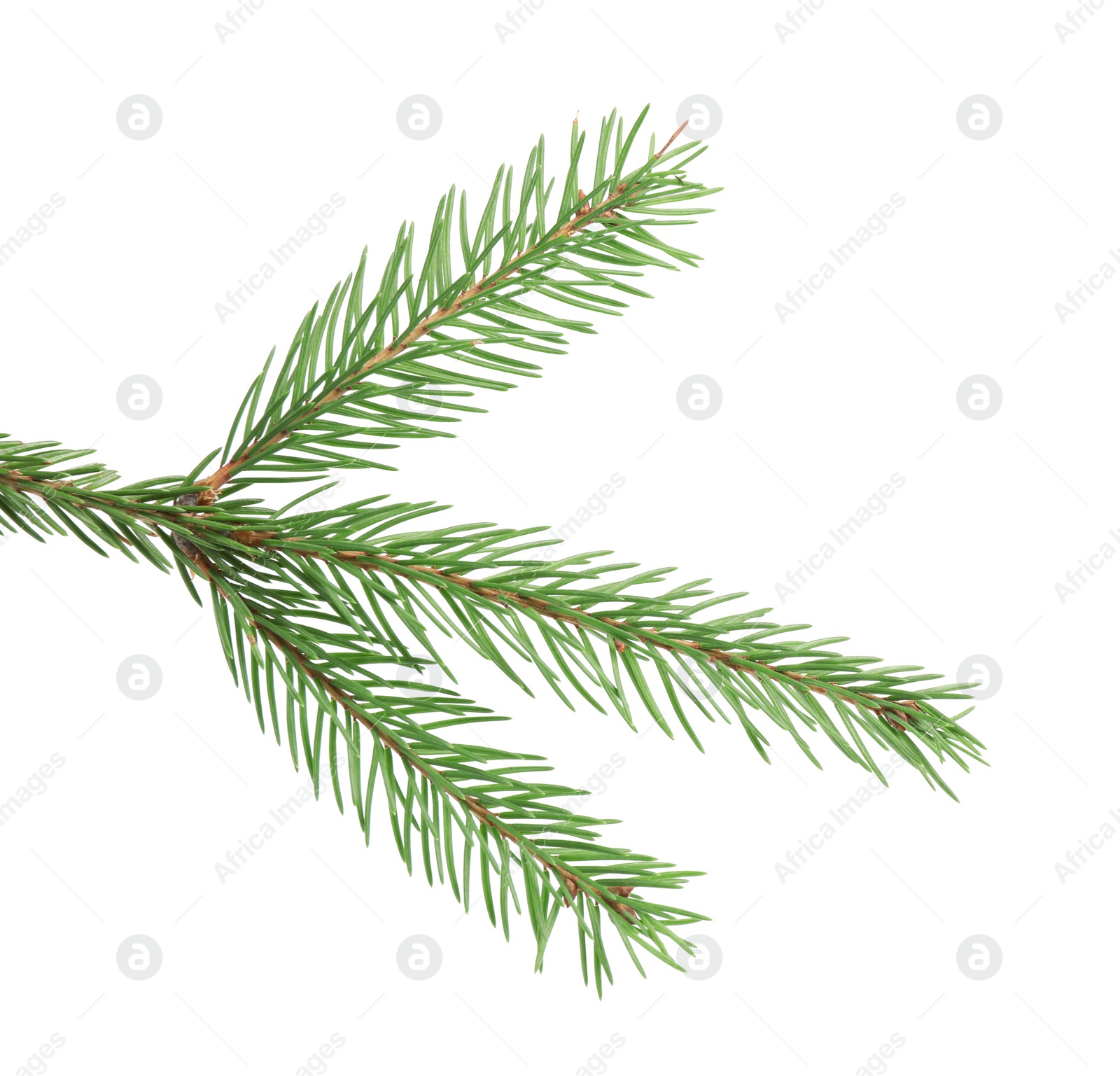 Photo of Branch of fir tree on white background