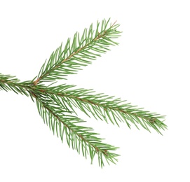 Photo of Branch of fir tree on white background