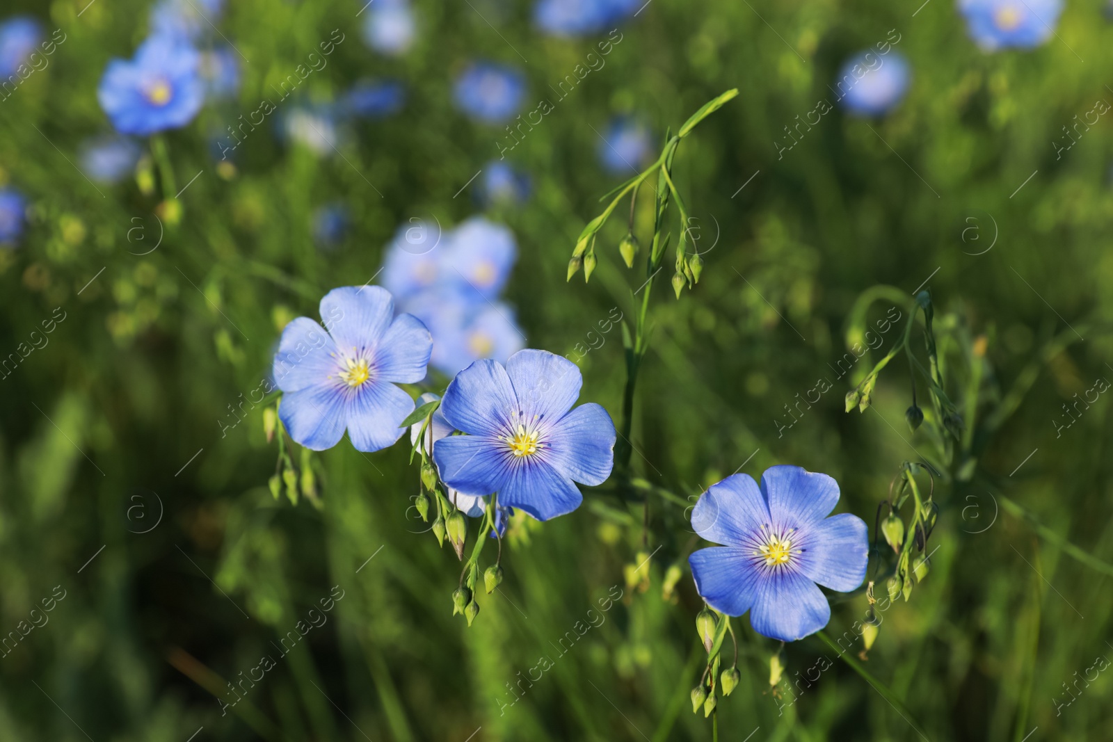 Photo of Many beautiful blooming flax plants in meadow