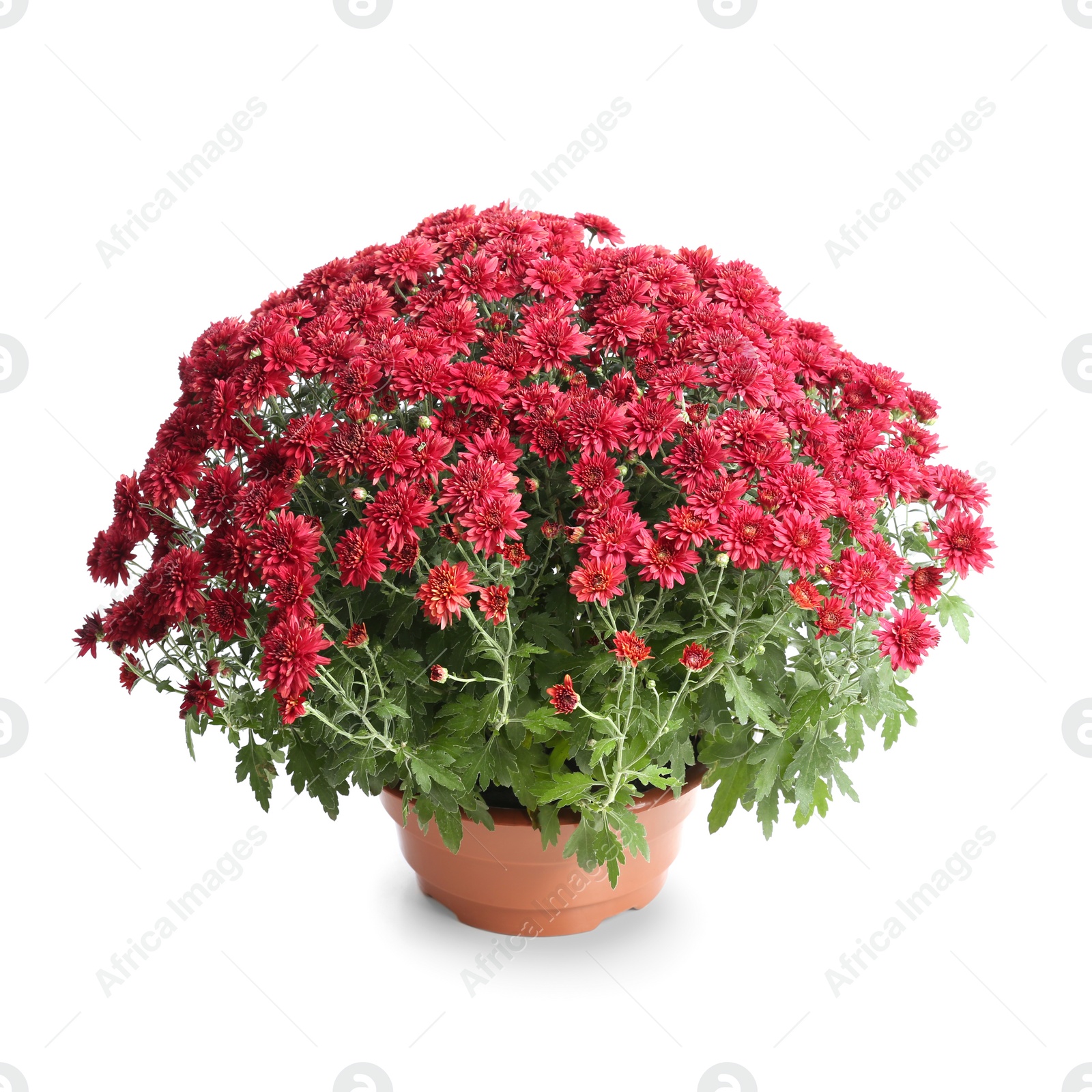 Photo of Pot with beautiful colorful chrysanthemum flowers on white background