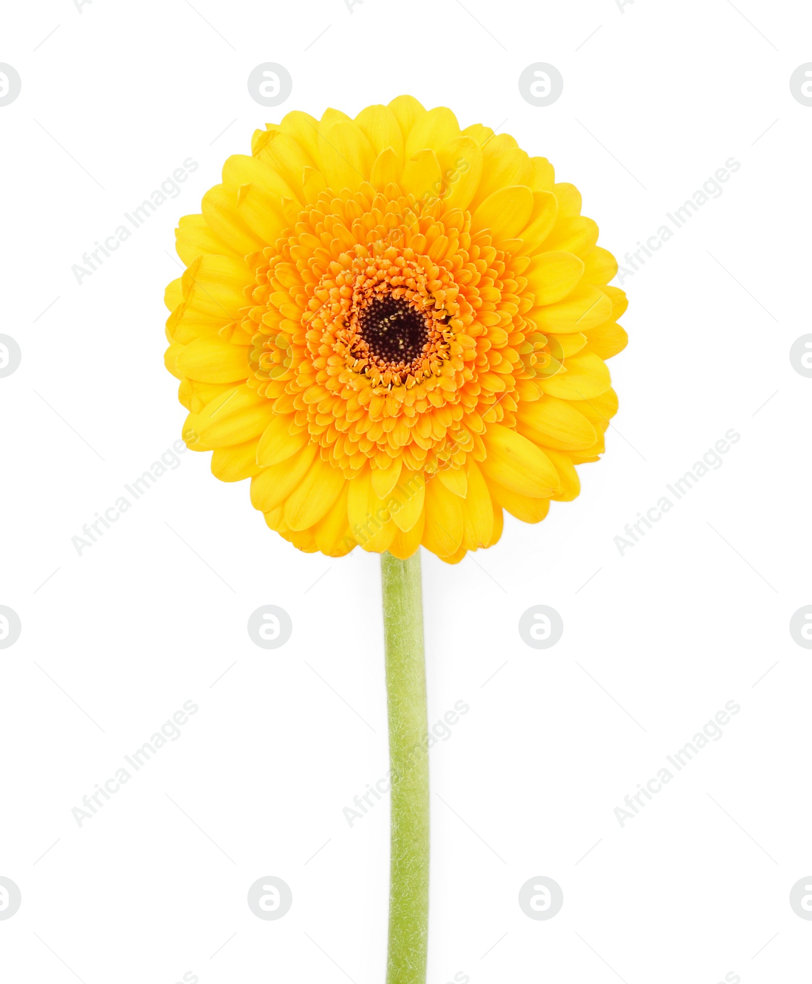 Photo of Beautiful yellow gerbera flower isolated on white, top view