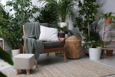 Comfortable armchair and beautiful houseplants in room. Lounge area interior