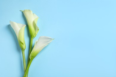 Photo of Beautiful calla lily flowers on light blue background, flat lay. Space for text