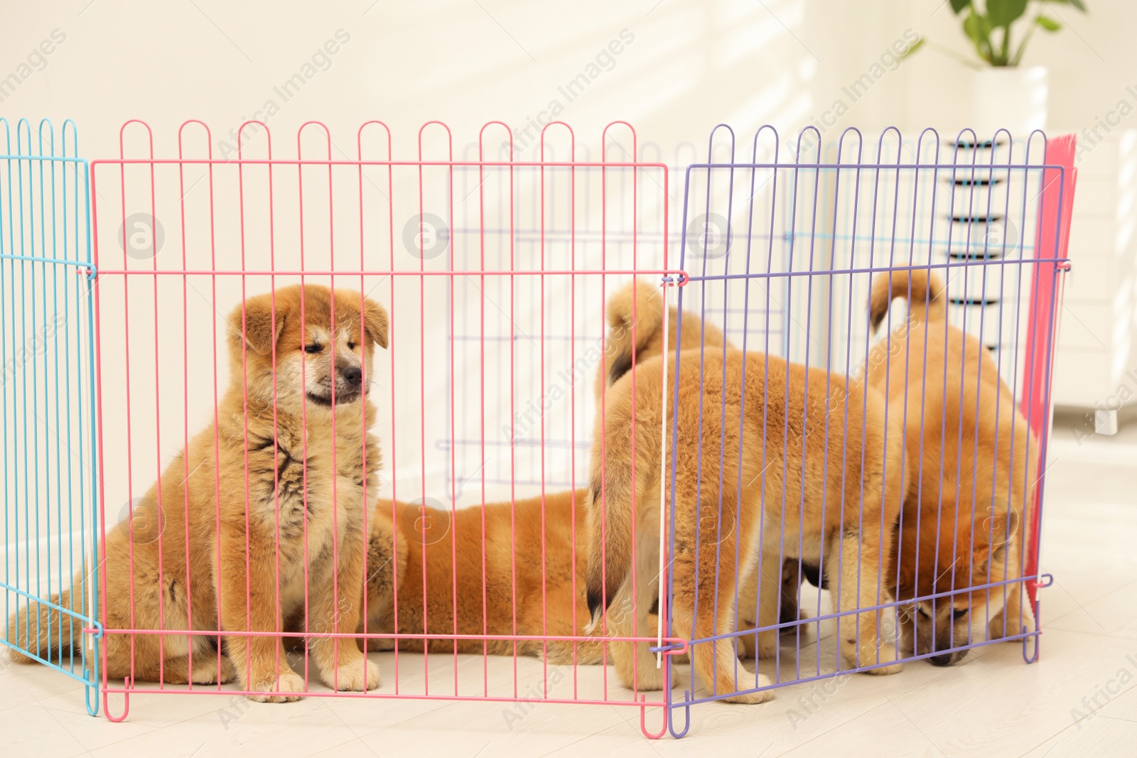 Photo of Cute Akita Inu puppies in playpen indoors. Baby animals