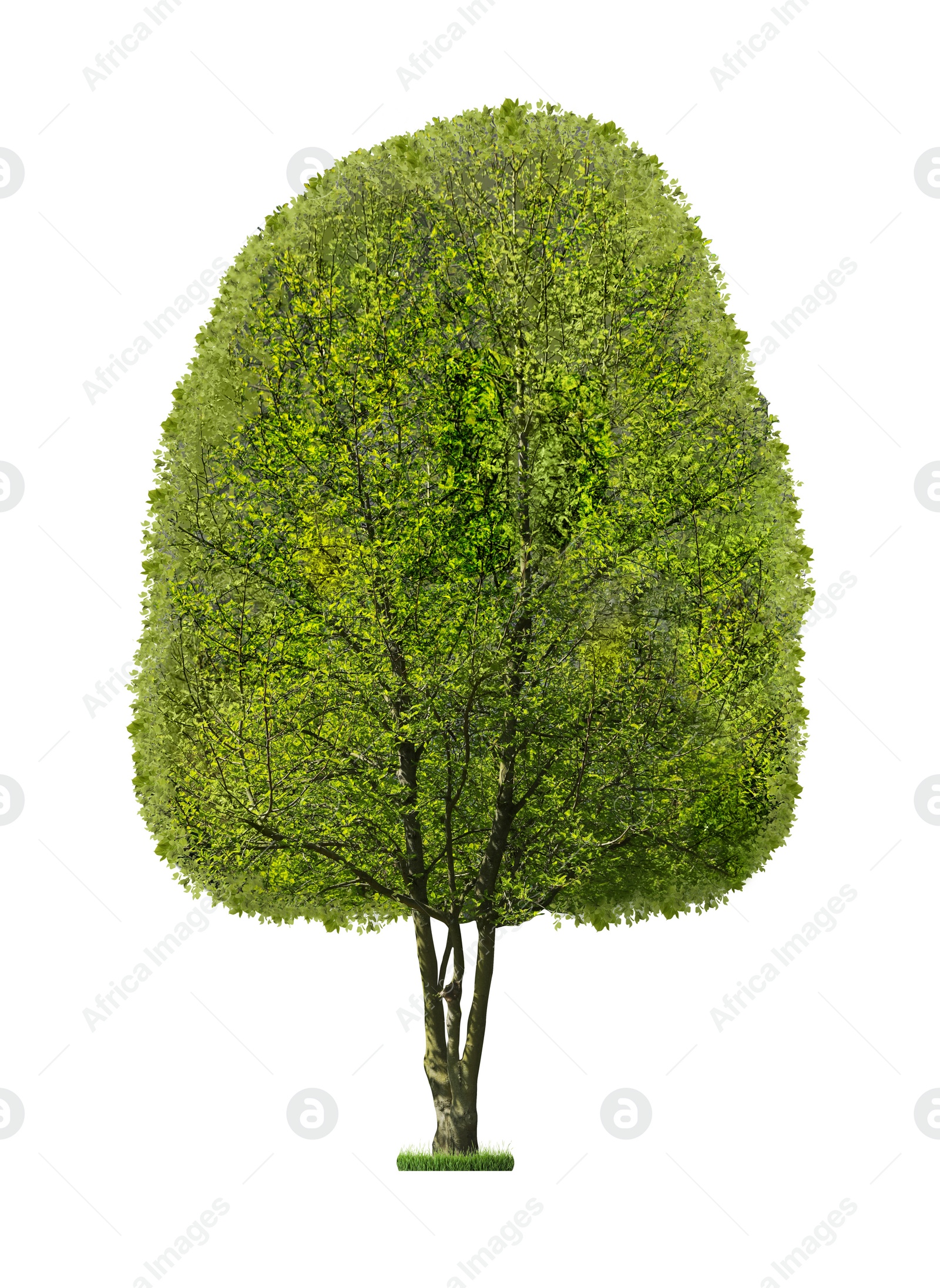 Image of Beautiful tree with green leaves isolated on white 