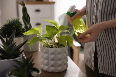 Woman spraying beautiful potted plant indoors, closeup. Floral house decor