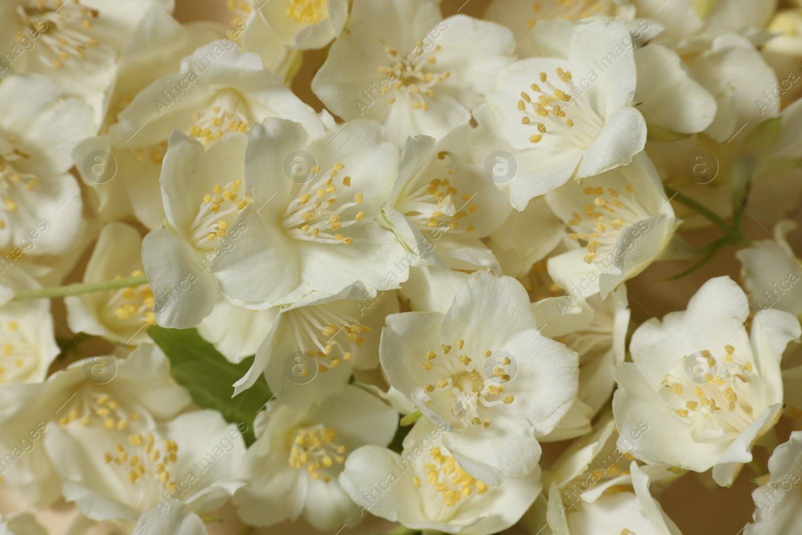 Photo of Many aromatic jasmine flowers as background, above view