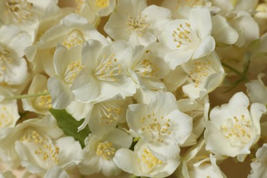 Many aromatic jasmine flowers as background, above view