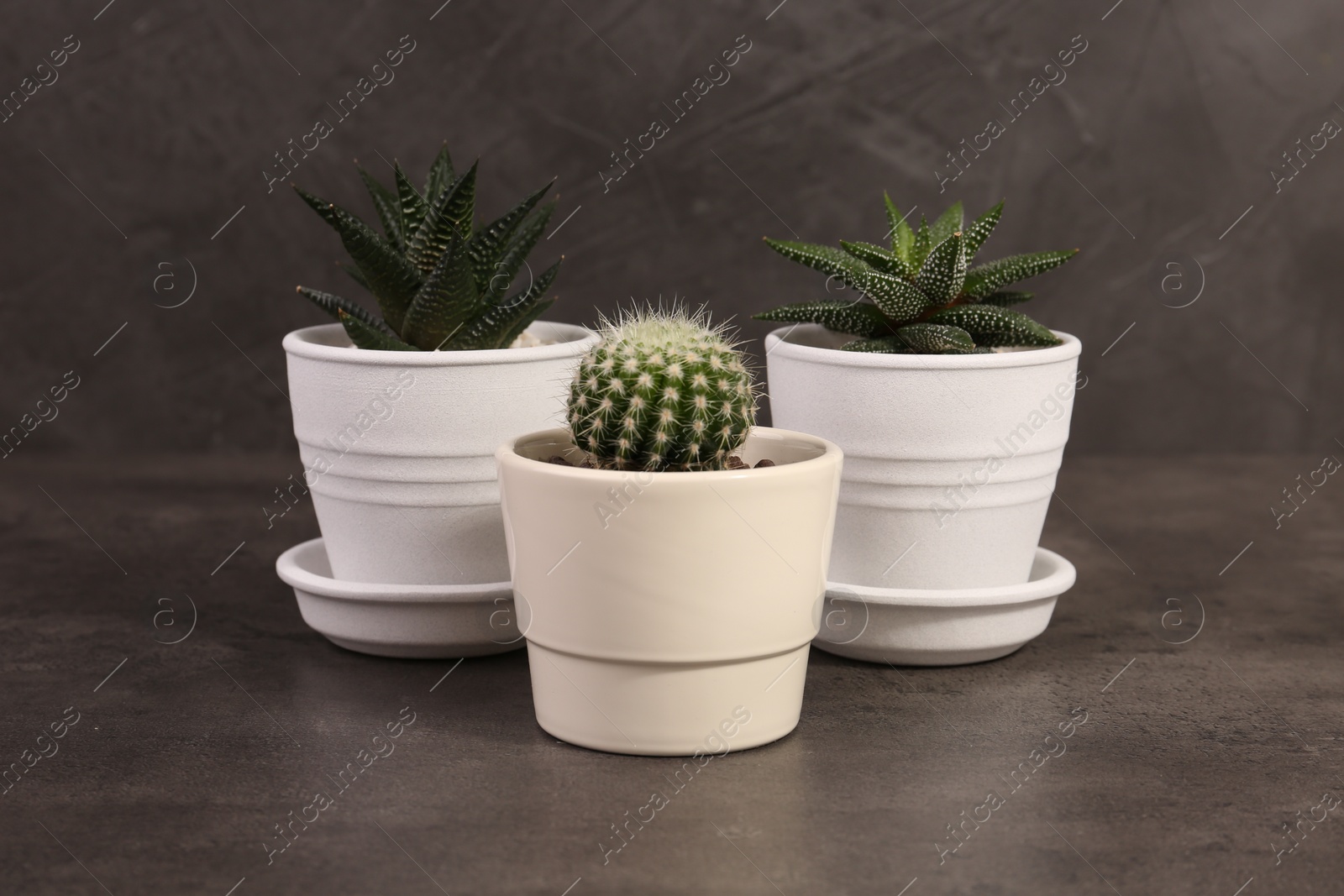 Photo of Many different succulent plants in pots on grey table