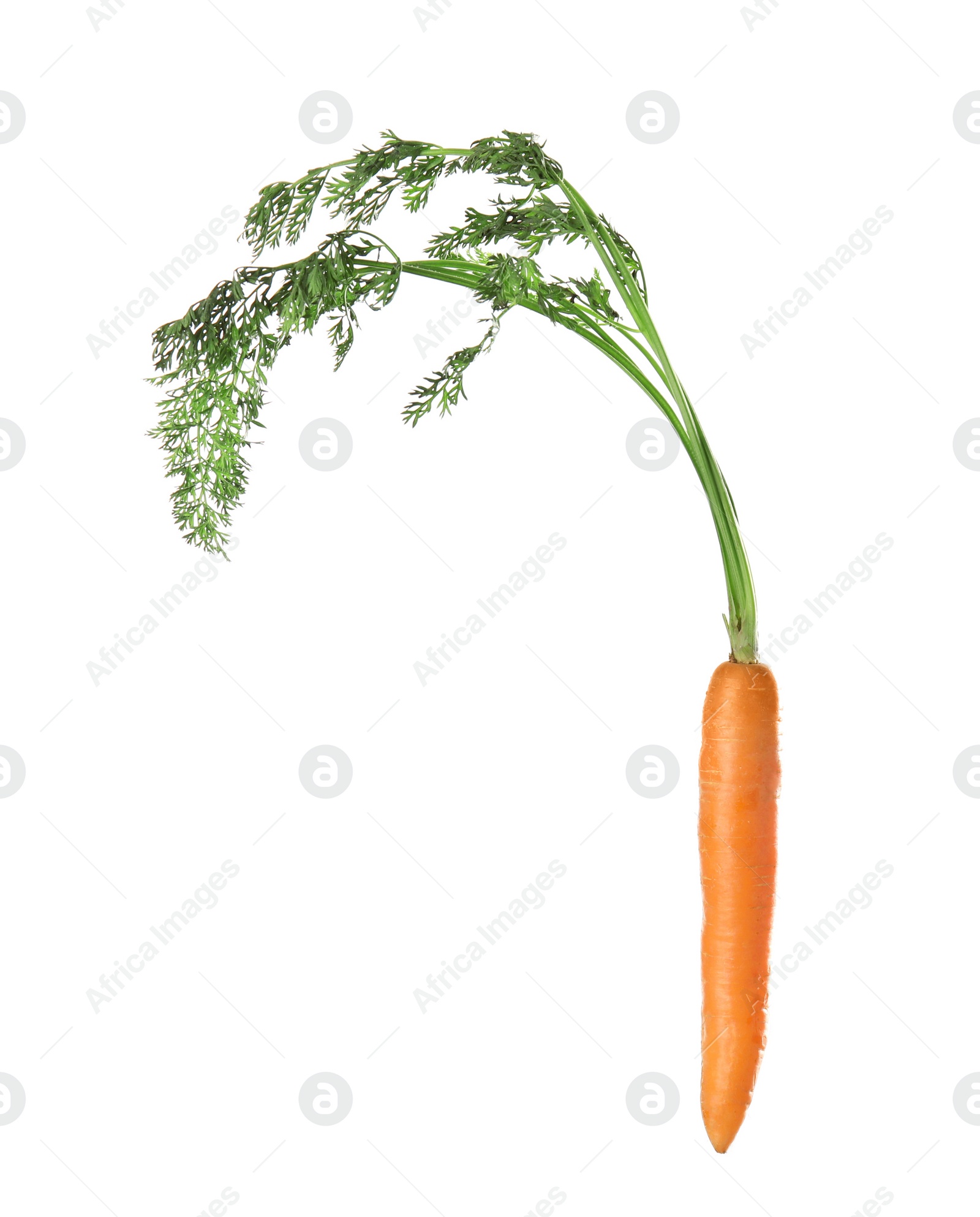 Photo of Ripe carrot on white background. Healthy diet