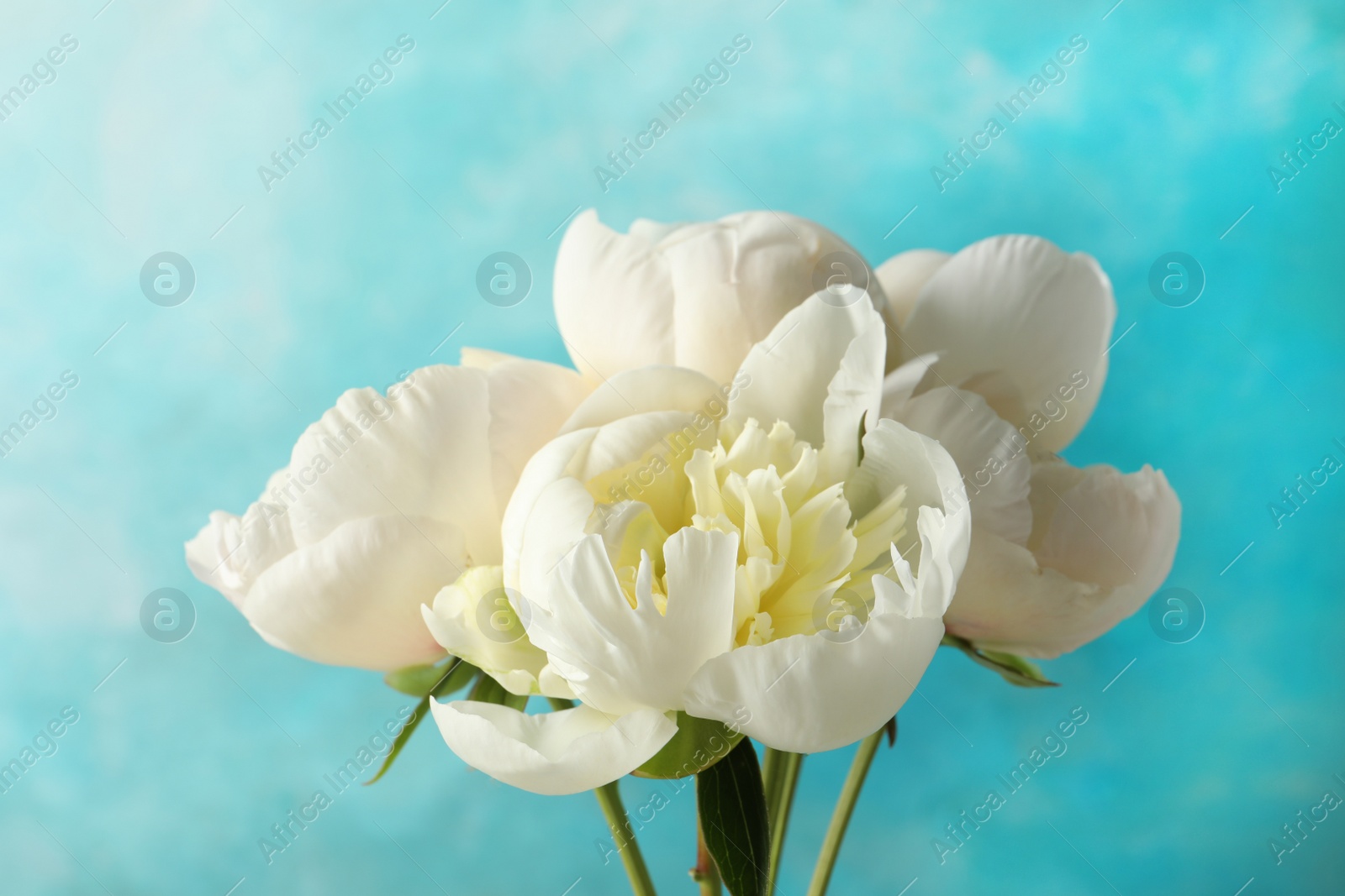 Photo of Fragrant peonies on color background. Beautiful spring flowers