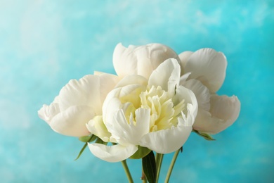 Photo of Fragrant peonies on color background. Beautiful spring flowers