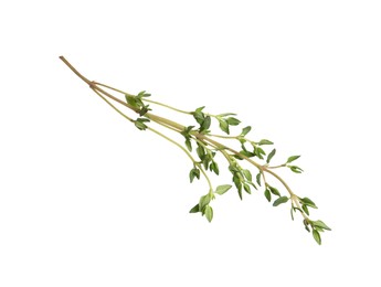 Photo of Aromatic thyme sprig on white background. Fresh herb