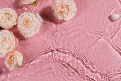 Photo of Beautiful roses in water on pink background, top view. Space for text