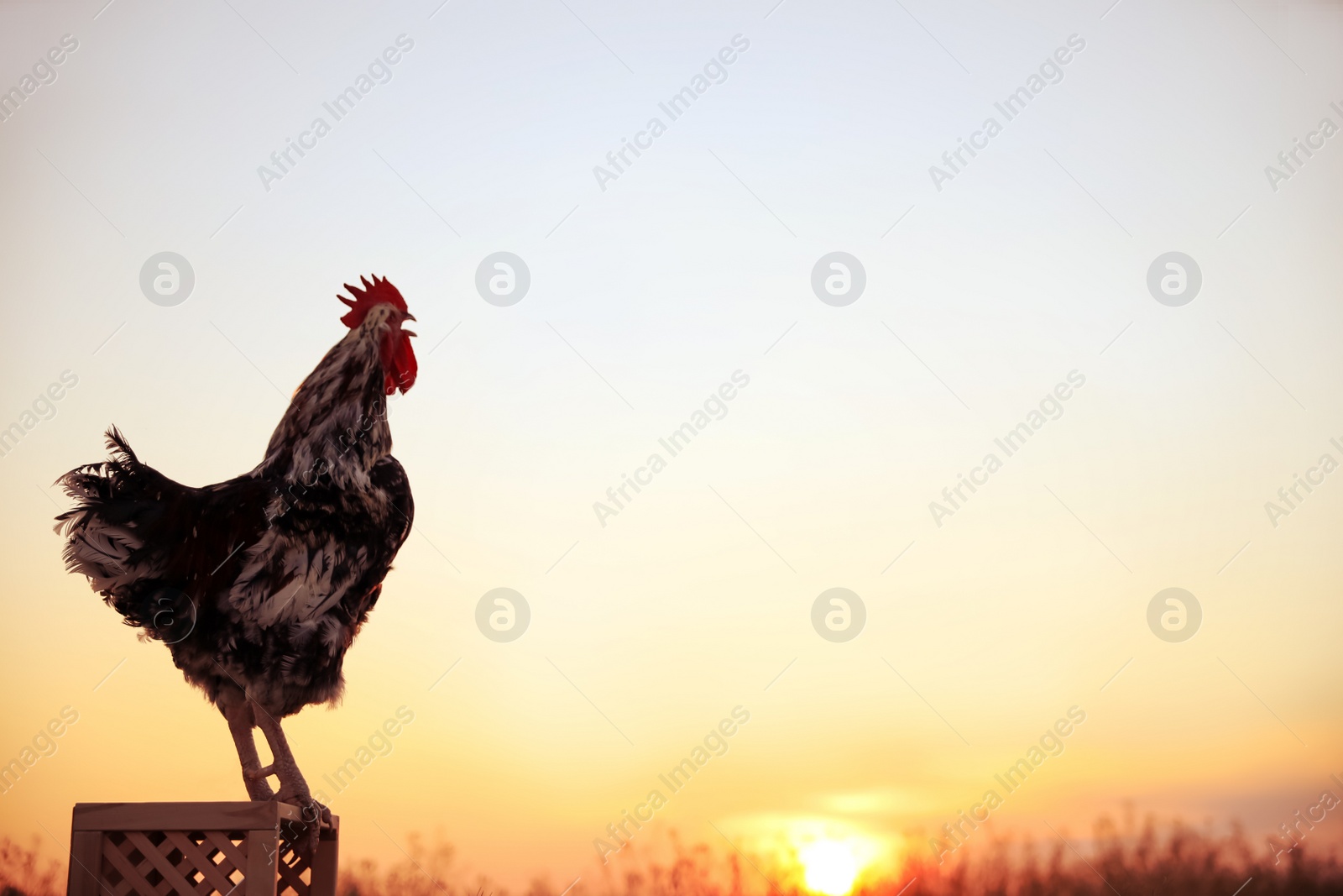 Photo of Big domestic rooster on wooden stand at sunrise, space for text. Morning time