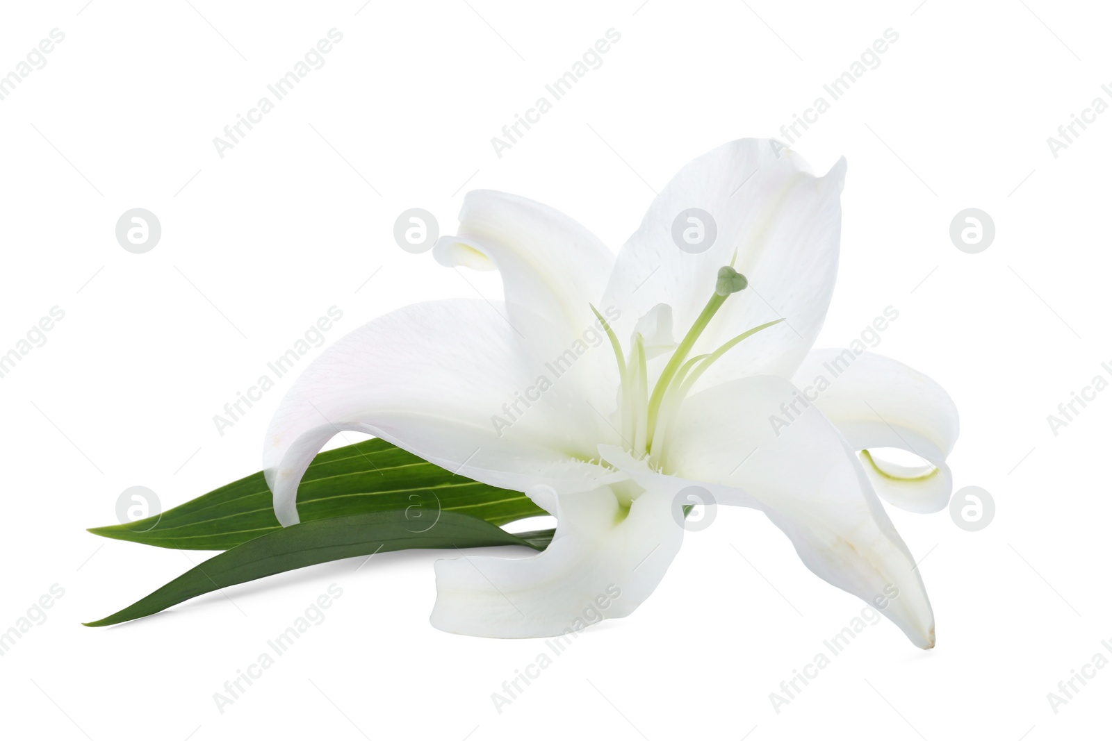 Photo of Beautiful lily on white background. Funeral flower