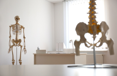 Photo of Human skeleton and spine models in orthopedist's office