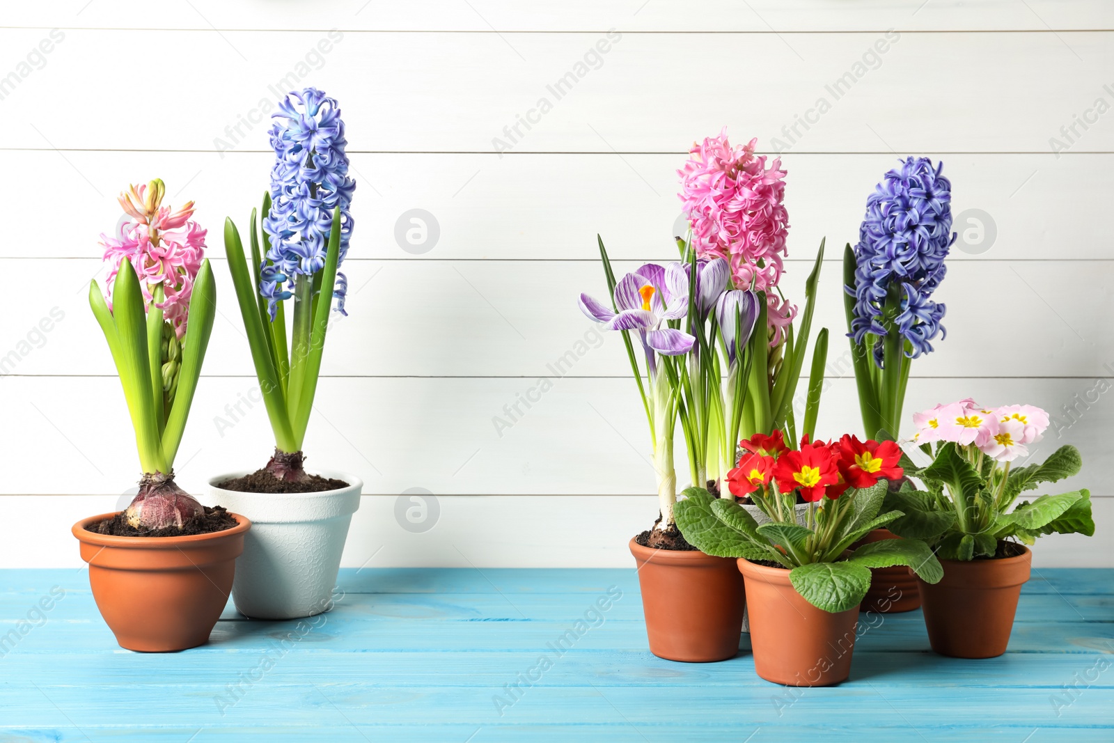 Photo of Different beautiful potted flowers on light blue wooden table