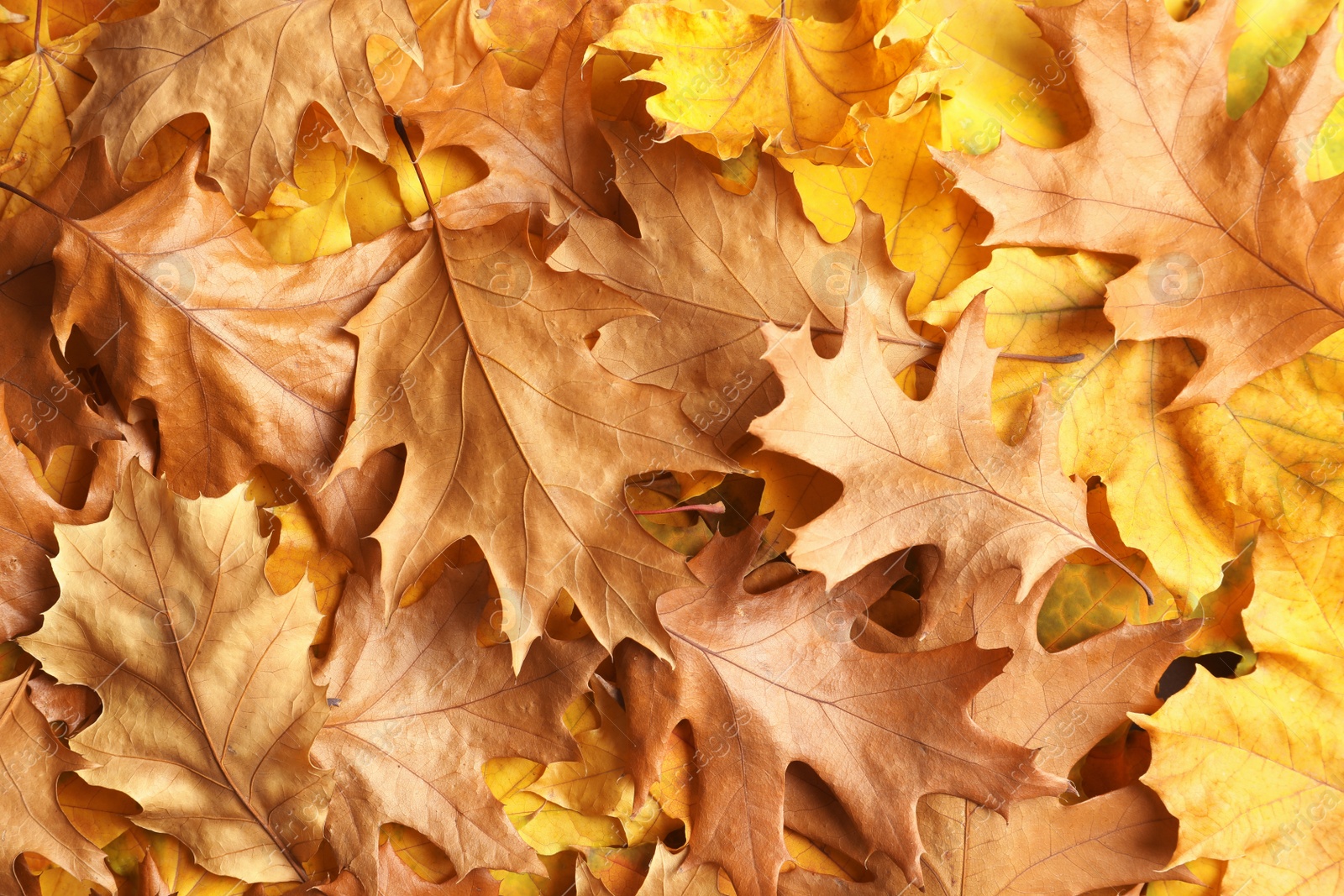 Photo of Many autumn leaves as background, top view