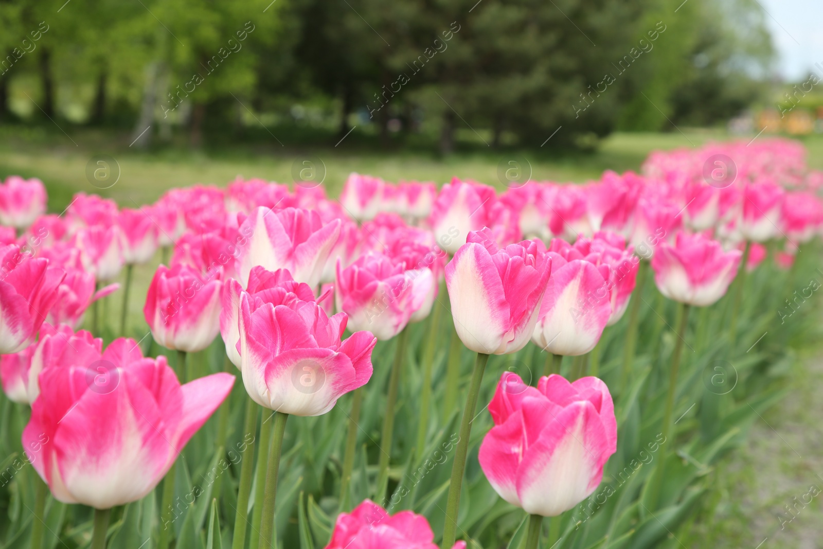 Photo of Beautiful pink tulip flowers growing in field