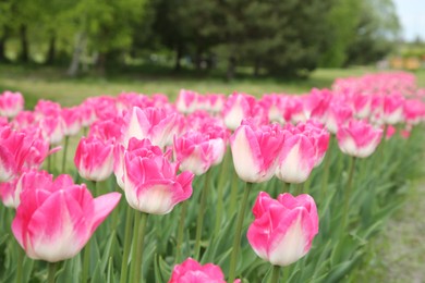 Beautiful pink tulip flowers growing in field