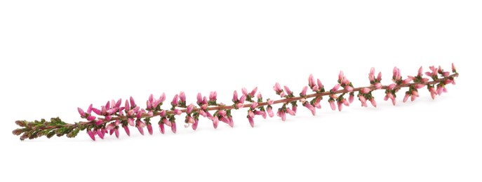 Photo of Sprig of heather with beautiful flowers isolated on white