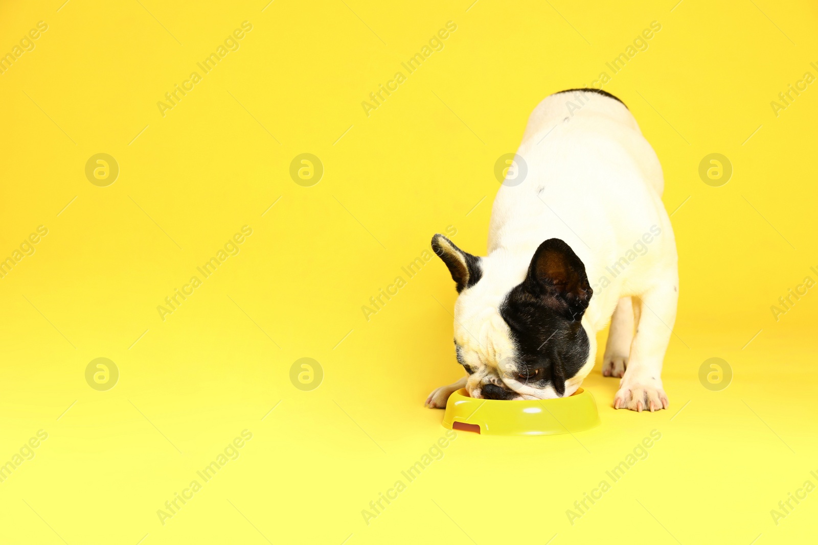 Photo of French bulldog eating food from bowl on yellow background. Space for text