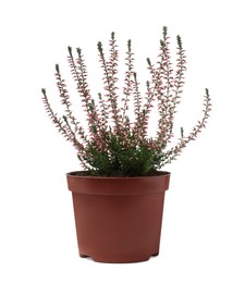 Photo of Beautiful heather in flowerpot isolated on white