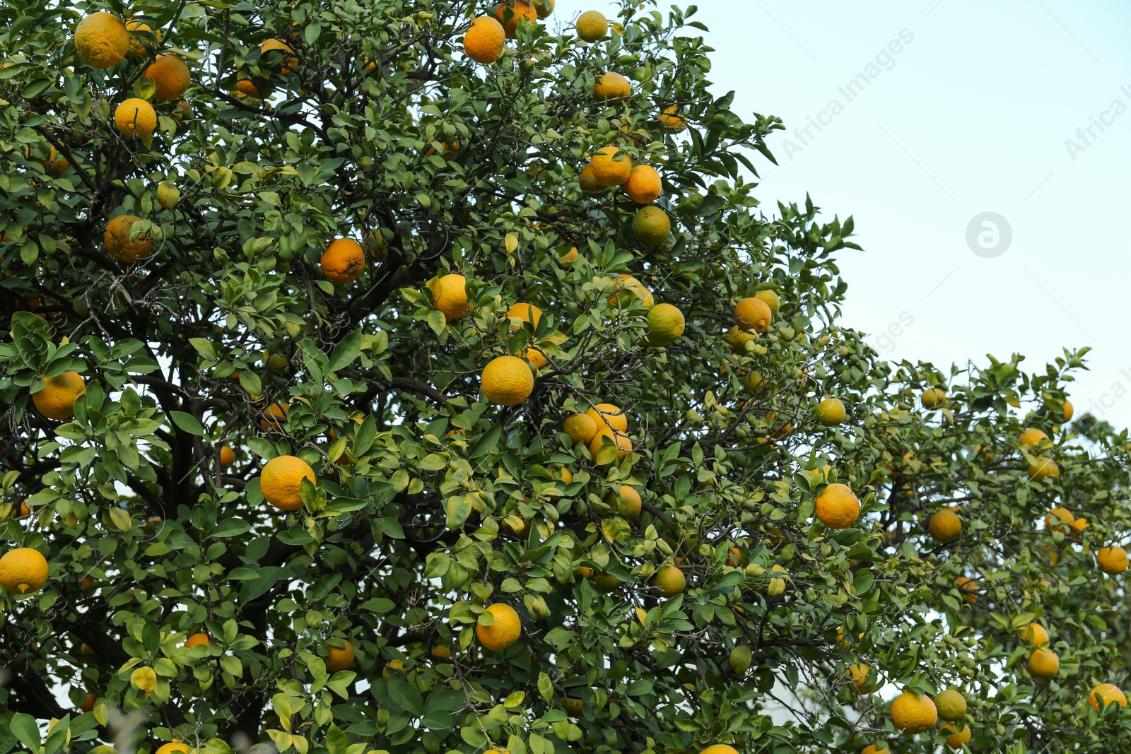 Photo of Fresh ripe oranges growing on tree outdoors