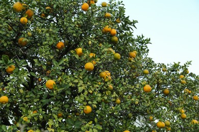 Fresh ripe oranges growing on tree outdoors