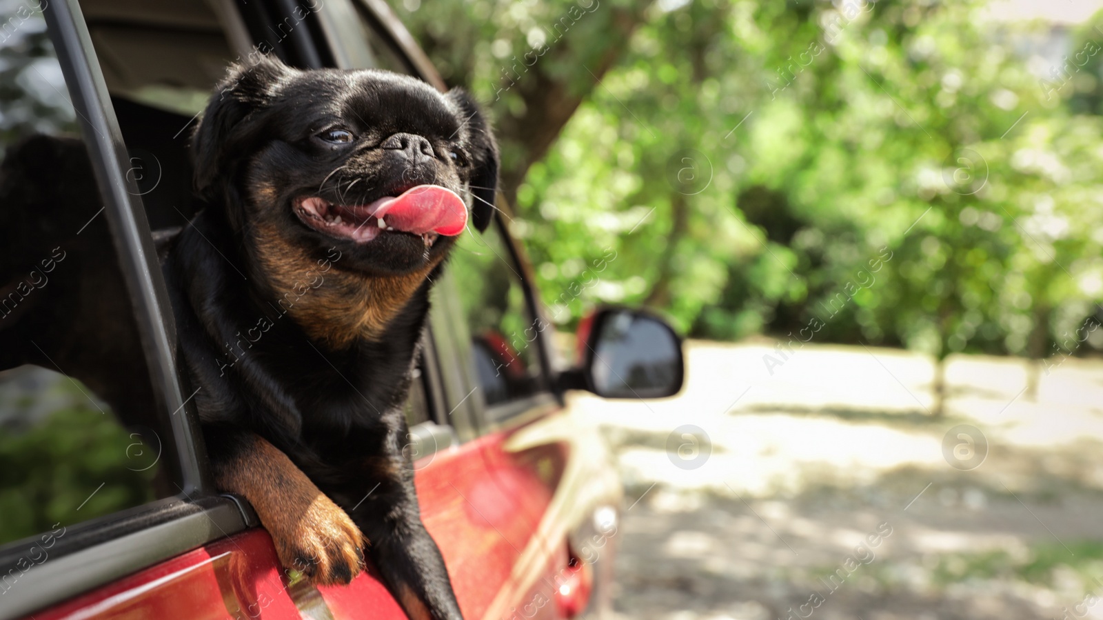 Photo of Cute Petit Brabancon dog leaning out of car window on summer day