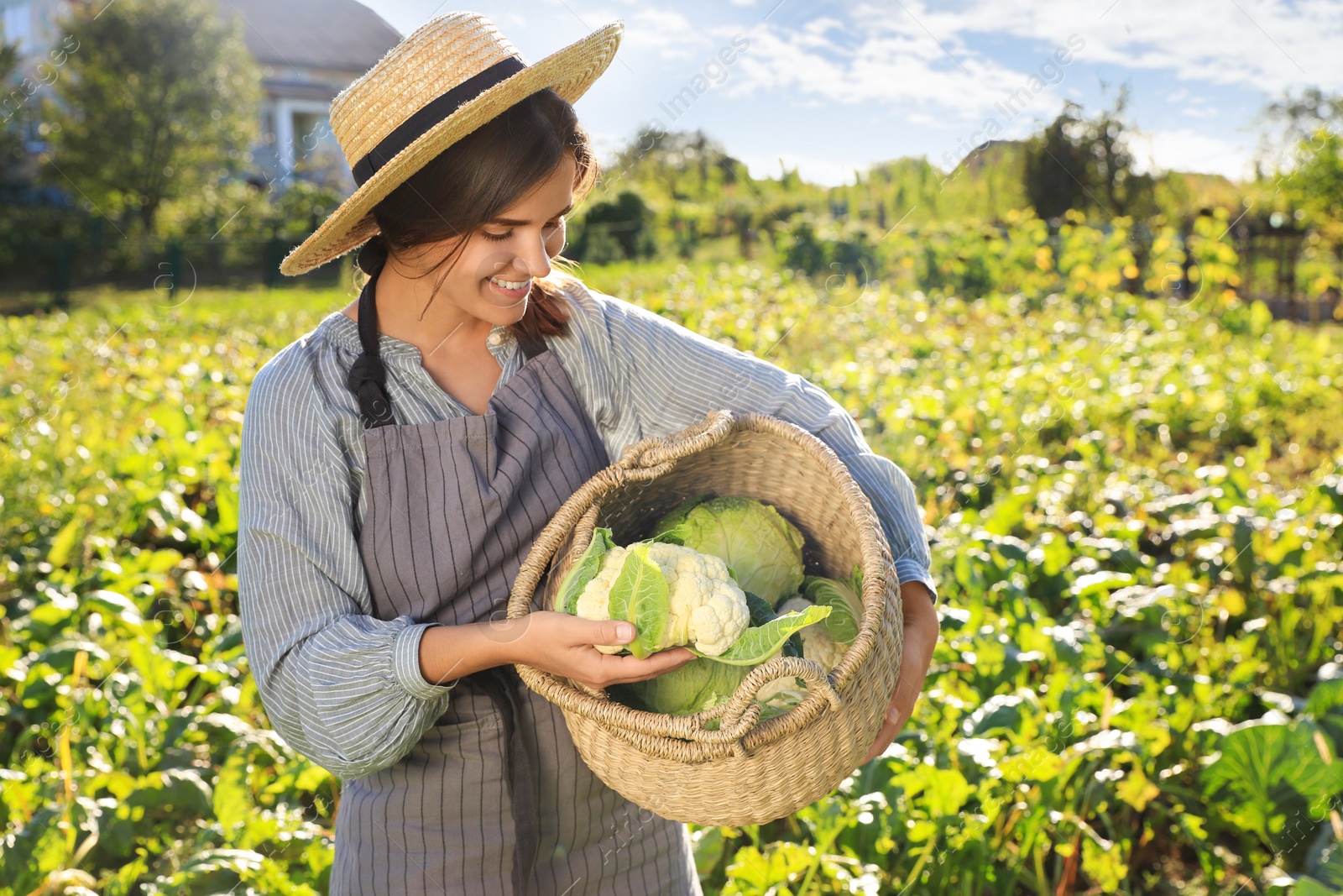 Photo of Woman harvesting fresh ripe cabbages on farm