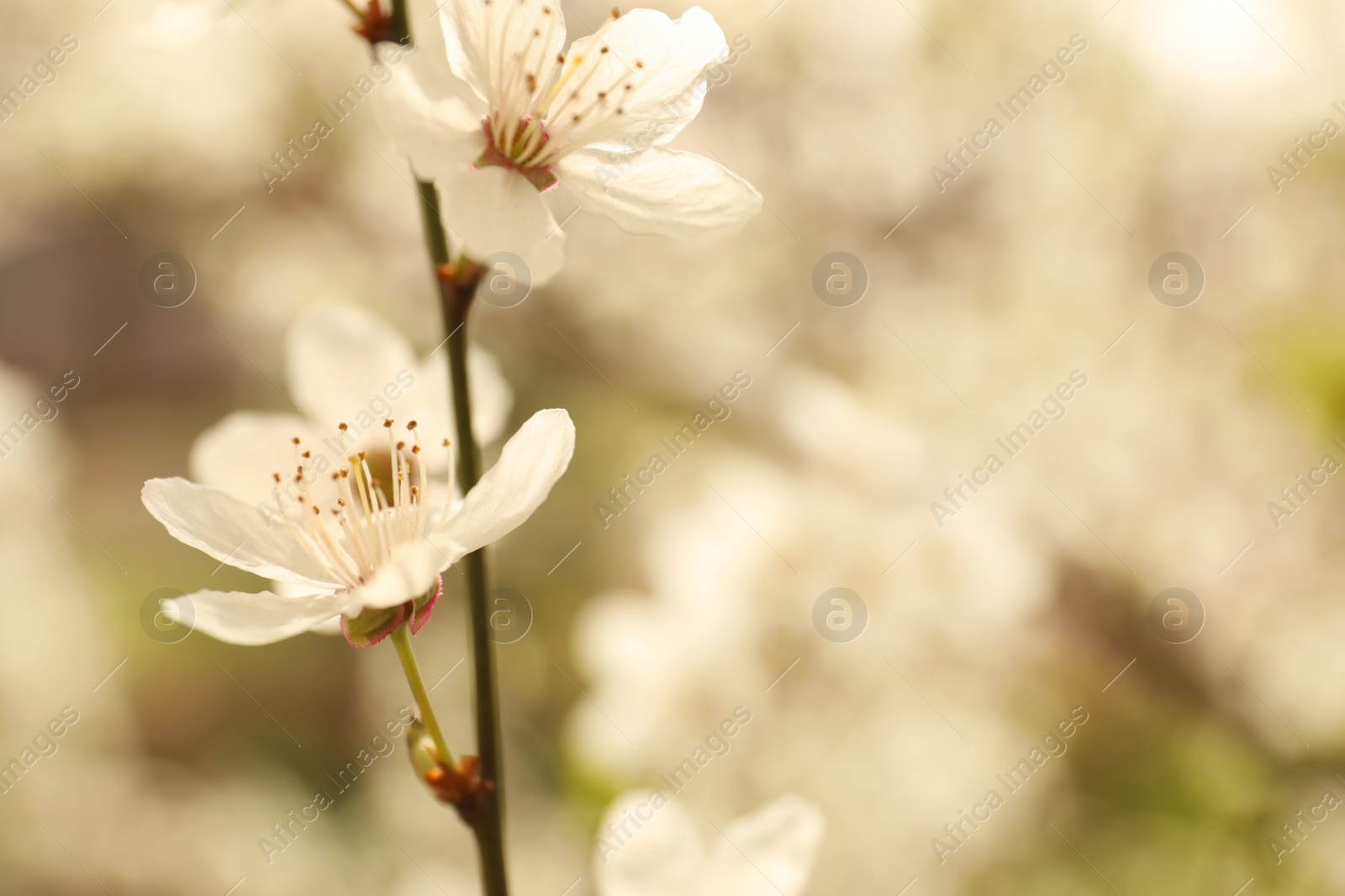 Photo of Closeup view of blossoming tree outdoors on spring day