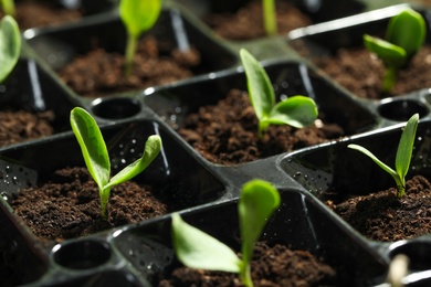 Seedling tray with young vegetable sprouts, closeup