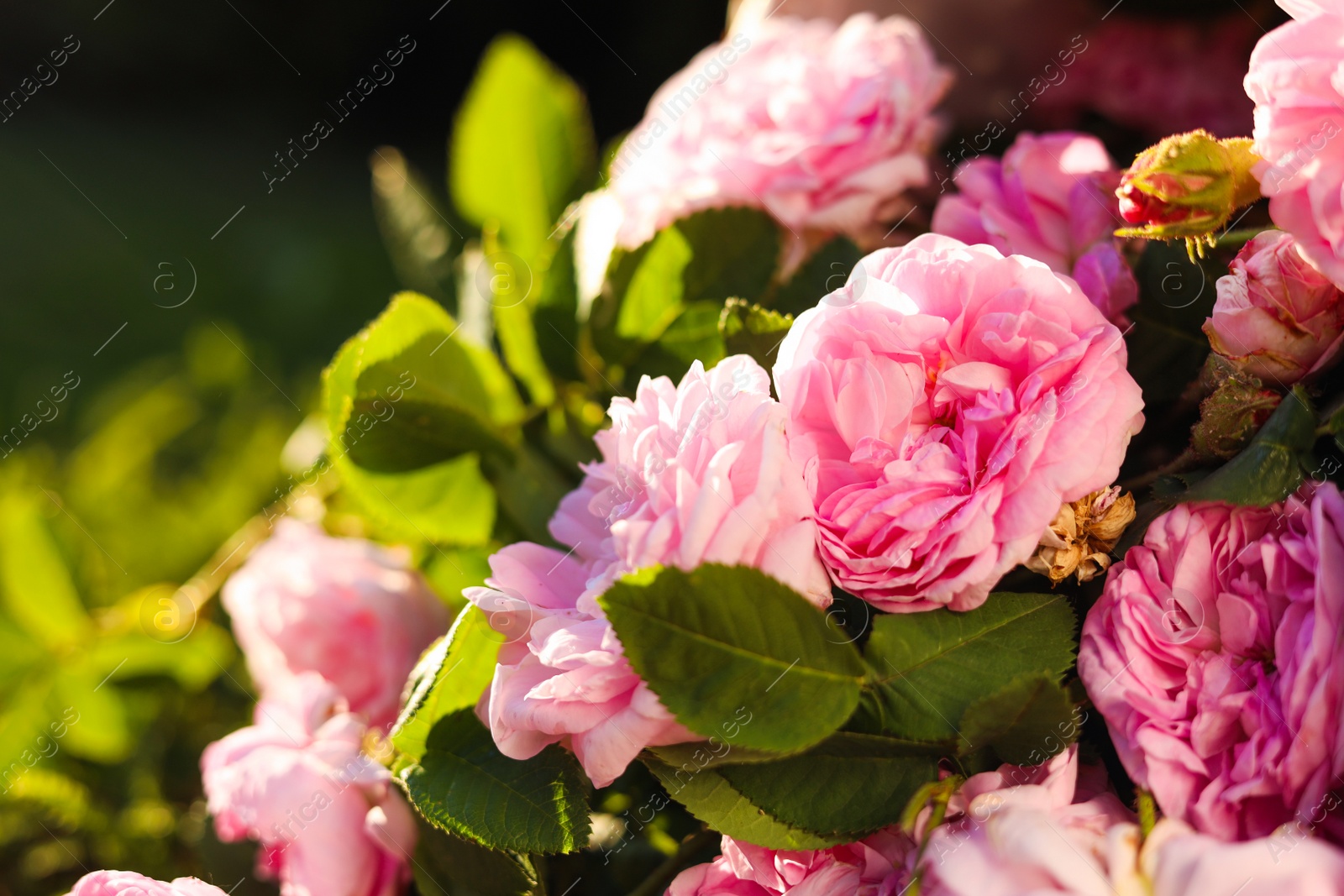 Photo of Beautiful pink tea roses outdoors, closeup view