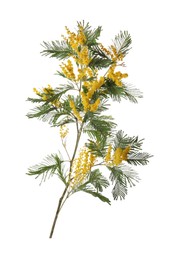 Photo of Beautiful mimosa plant with yellow flowers isolated on white