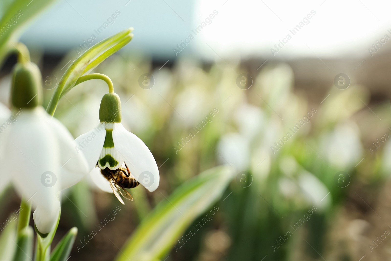 Photo of Bee pollinating beautiful snowdrop outdoors, closeup. Space for text