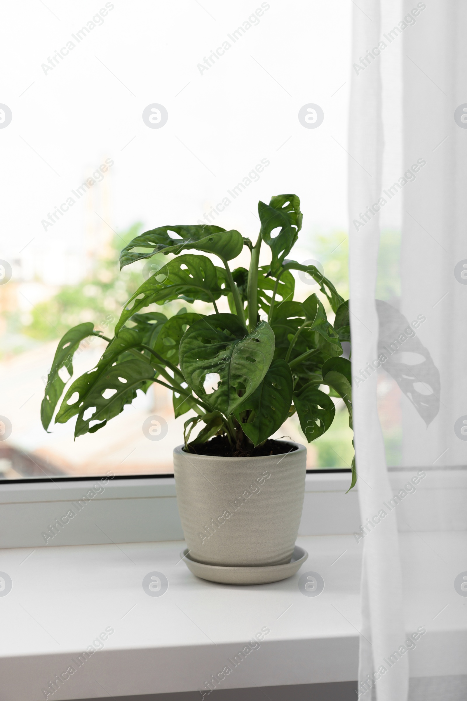 Photo of Monstera in pot on windowsill indoors. House plant