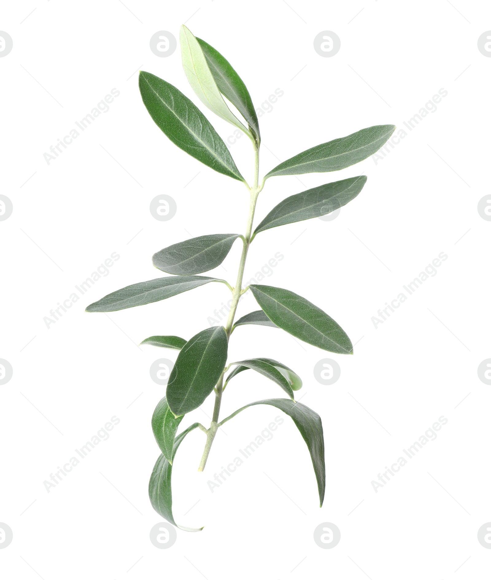 Photo of Twig with fresh green olive leaves on white background