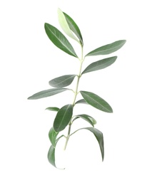 Twig with fresh green olive leaves on white background