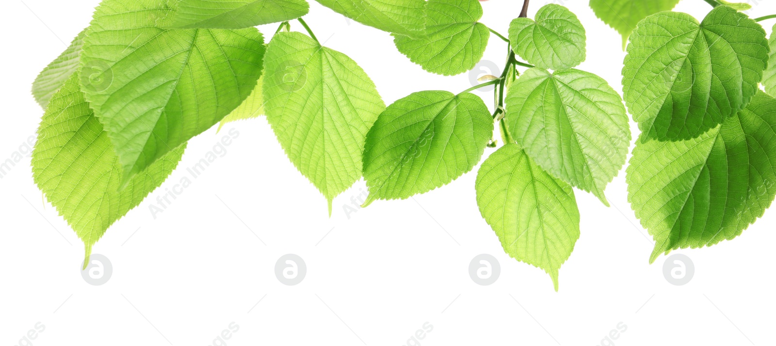 Photo of Branch with green leaves on white background