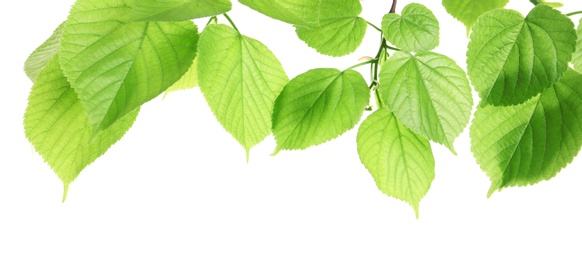 Branch with green leaves on white background