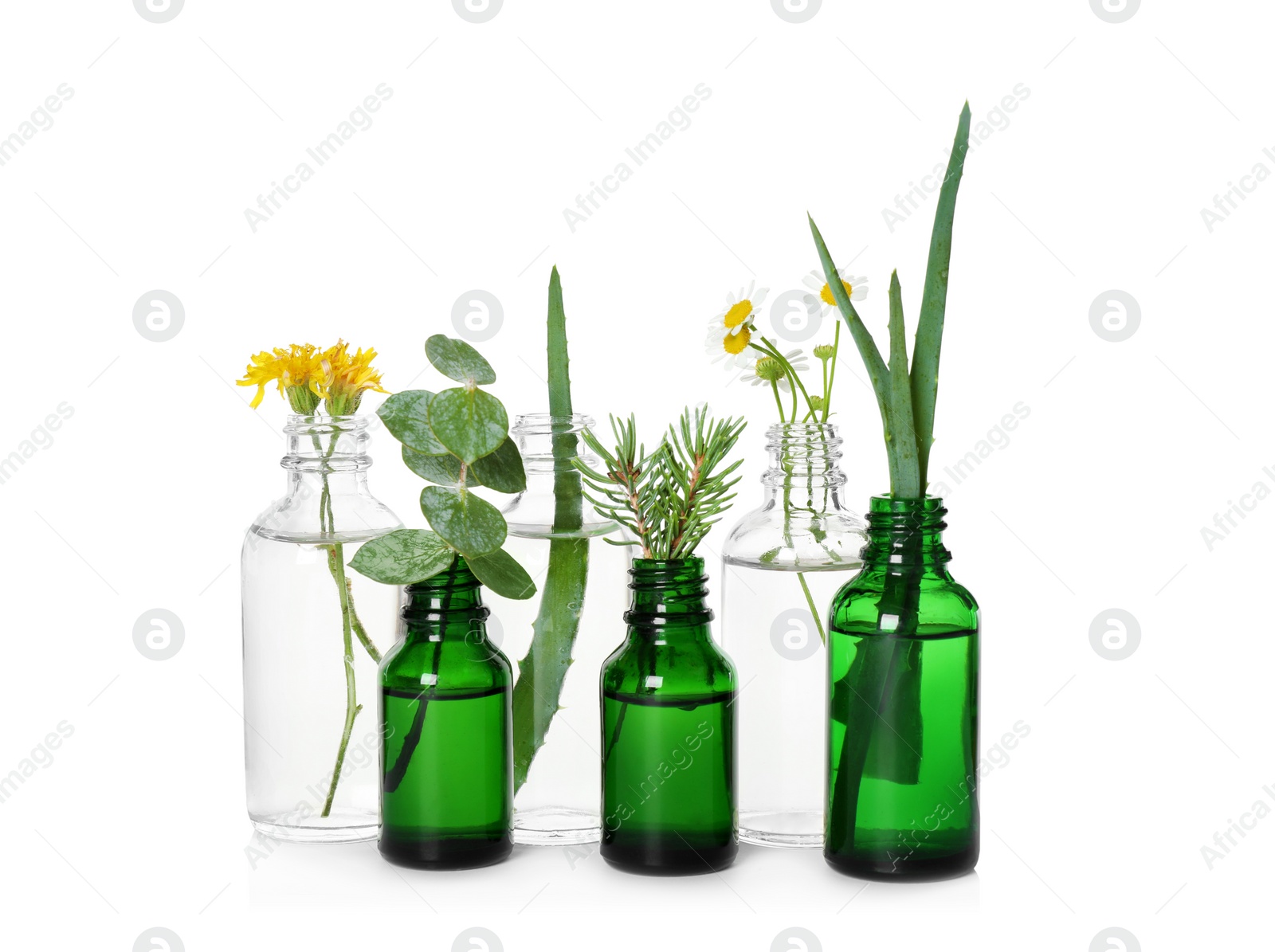 Photo of Glass bottles of different essential oils with plants on white background