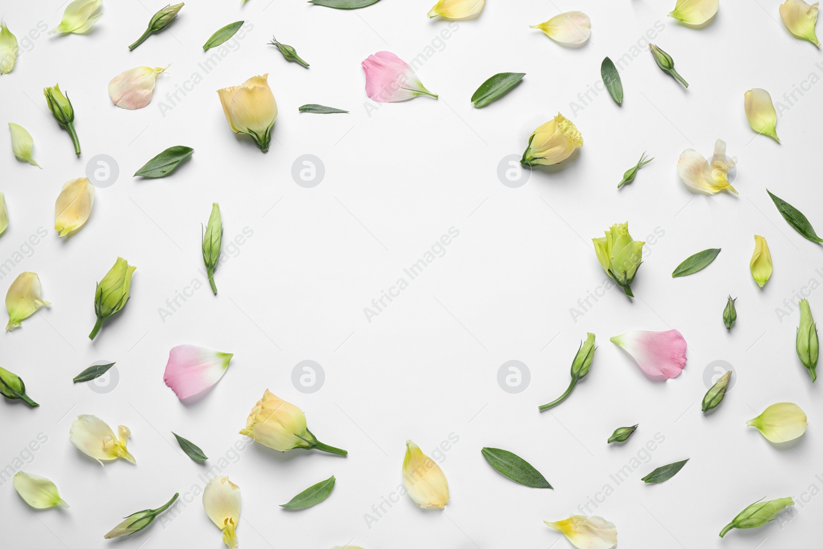 Photo of Flat lay composition with beautiful Eustoma flowers on light background, space for text