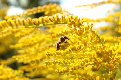 Photo of Honeybee collecting nectar from yellow flowers outdoors, closeup