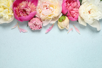 Photo of Beautiful fresh peonies on light blue background, flat lay. Space for text