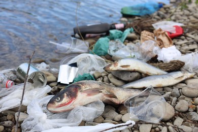 Dead fishes among trash on stones near river. Environmental pollution concept
