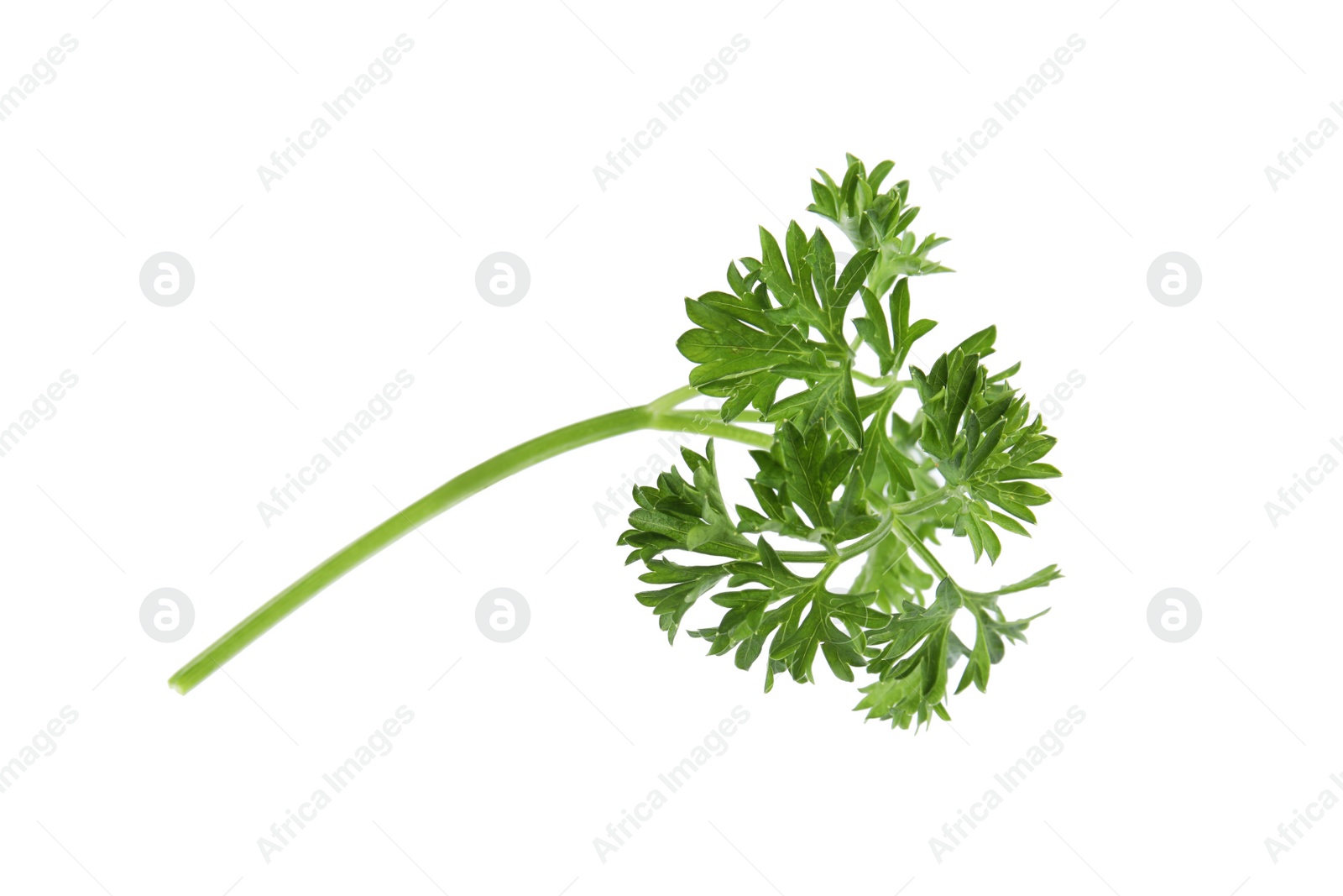 Photo of Fresh green organic parsley on white background